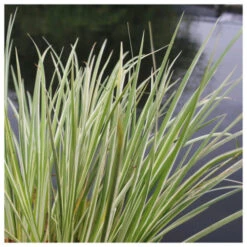 Acorus Gramineus Variegatus - Variegated Slender Sweet Flag