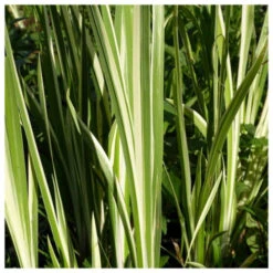 Acorus Calamus Variegatus - Variegated Sweet Flag