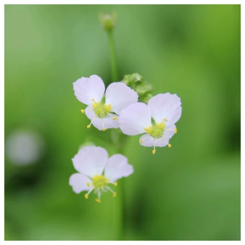 Alisma Plantago Aquaticum - Water Plantain 3 Alisma Plantago Aquaticum - Water Plantain