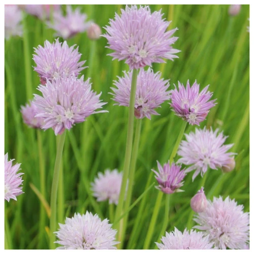 Allium Schoenoprasum - Chives 3 Allium Schoenoprasum - Chives