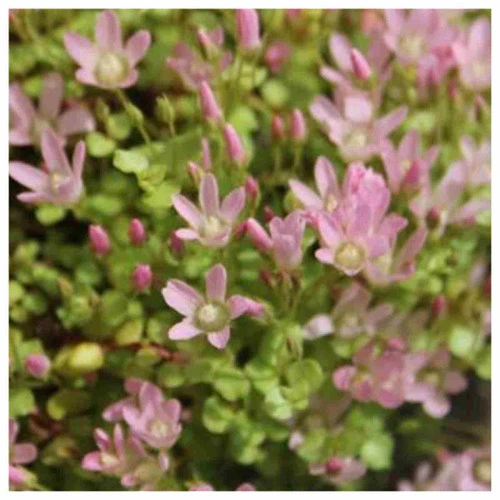 Anagallis Tenella - Bog Pimpernel 3 Anagallis Tenella - Bog Pimpernel