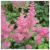 Astilbe Pink - False Goats Beard 1 Astilbe Pink - False Goats Beard -Fish Shop Astilbe pink False goats beard 87987.1611498906 70659.1638890160