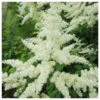 Astilbe White - False Goats Beard -Fish Shop Astilbe white False goats beard 74799.1611500278