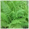 Athyrium Filix Femina - Lady Fern