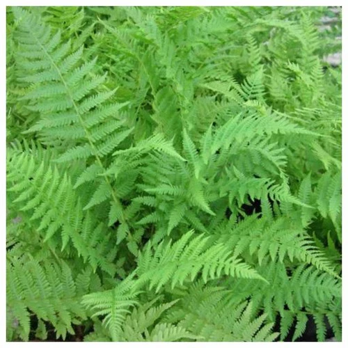 Athyrium Filix Femina - Lady Fern 3 Athyrium Filix Femina - Lady Fern
