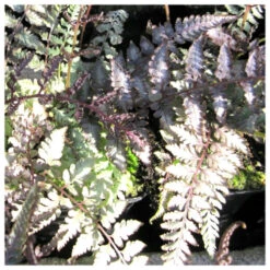 Athyrium Niponicum Metallicum - Japanese Painted Fern