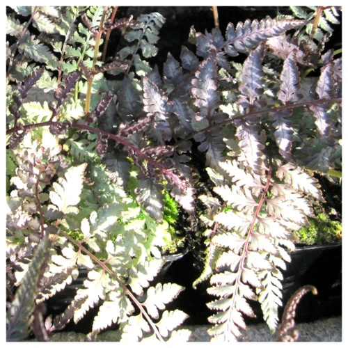 Athyrium Niponicum Metallicum - Japanese Painted Fern 5 Athyrium Niponicum Metallicum - Japanese Painted Fern - Image 3