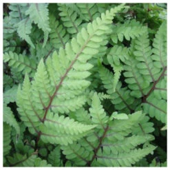 Athyrium Otoph Okanum - Eared Lady Fern