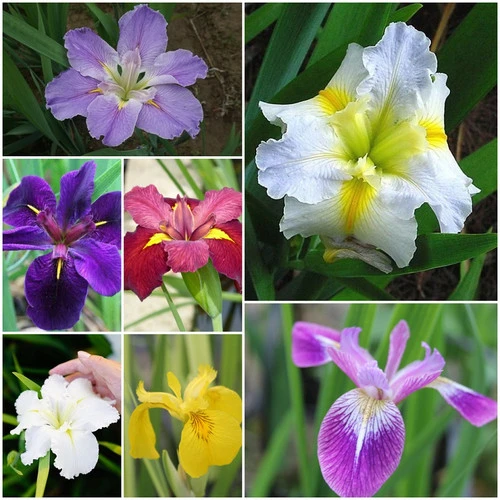 Irresistible Iris Pond Plant Collection 3 Irresistible Iris Pond Plant Collection