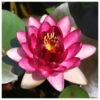 Nymphaea Almost Black - Red Water Lily 2 Nymphaea Almost Black - Red Water Lily -Fish Shop Nymphaea Almost Black 84259.1584117930