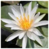 Nymphaea Arc-En-Ciel - White Water Lily 2 Nymphaea Arc-En-Ciel - White Water Lily -Fish Shop Nymphaea Arc En Ciel 33996.1584197671