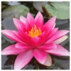 Nymphaea Attraction - Red Water Lily 1 Nymphaea Attraction - Red Water Lily -Fish Shop Nymphaea Attraction Red Lily 59380.1641383455
