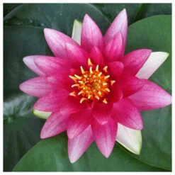 Nymphaea Attraction - Red Water Lily -Fish Shop Nymphaea Attraction 18141.1641383456