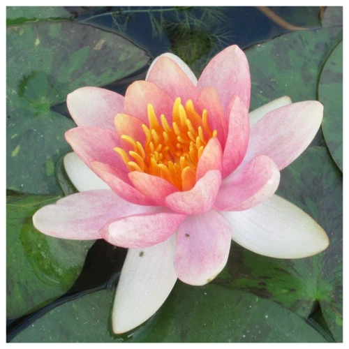 Nymphaea Aurora - Variable Water Lily 3 Nymphaea Aurora - Variable Water Lily