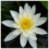 Nymphaea Marliacea Albida - White Water Lily 1 Nymphaea Marliacea Albida - White Water Lily -Fish Shop Nymphaea Marliacea Albida 41439.1584117622