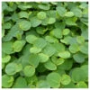 Phyllanthus Fluitans - Red Root Floater Pack Of 5 -Fish Shop Phyllanthus fluitans 57807.1673621183