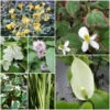 Scented Marginal Pond Plant Collection