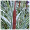 Typha Latifolia Variegata - Variegated Greater Reed Mace 2 Typha Latifolia Variegata - Variegated Greater Reed Mace -Fish Shop Typha latifolia variegata 59844.1673621720