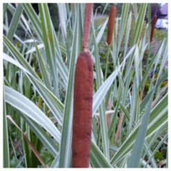 Typha Latifolia Variegata - Variegated Greater Reed Mace