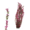 Hugo Kamishi XL Plant Green/Purple 95cm -Fish Shop hugo kamishi XL Large Plant Green and Purple 95cm 27311.1607003011