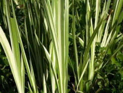 Scented Marginal Pond Plant Collection -Fish Shop mini Acorus calamus variegatus 4 29615.1552657448