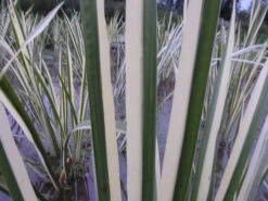 Acorus Calamus Variegatus - Variegated Sweet Flag -Fish Shop mini Acorus calamus variegatus close up 1 78323.1549544673