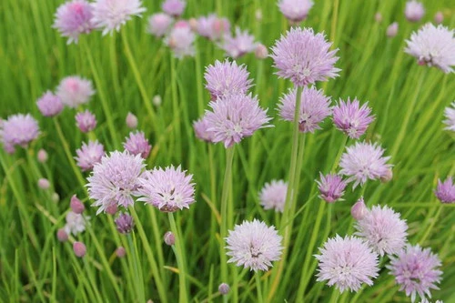 Allium Schoenoprasum - Chives 4 Allium Schoenoprasum - Chives - Image 2