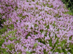 Anagallis Tenella - Bog Pimpernel 8 Anagallis Tenella - Bog Pimpernel -Fish Shop mini Anagallis tenella 1 80004.1567005428