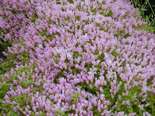 Anagallis Tenella - Bog Pimpernel 5 Anagallis Tenella - Bog Pimpernel - Image 3