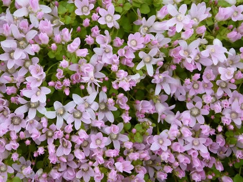 Anagallis Tenella - Bog Pimpernel 4 Anagallis Tenella - Bog Pimpernel - Image 2