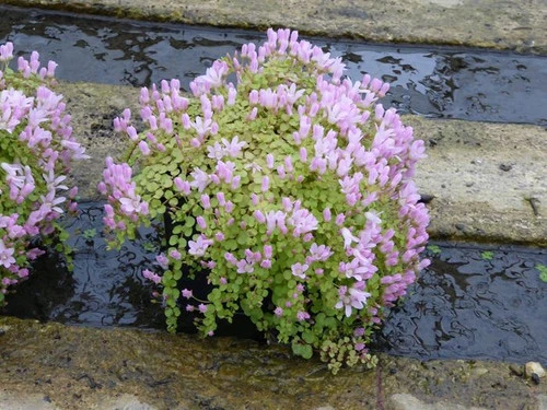 Anagallis Tenella - Bog Pimpernel 6 Anagallis Tenella - Bog Pimpernel - Image 4