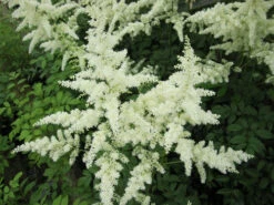 Astilbe White - False Goats Beard -Fish Shop mini Astilbe White Flower 44009.1567005433