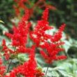 Astilbe Red - False Goats Beard