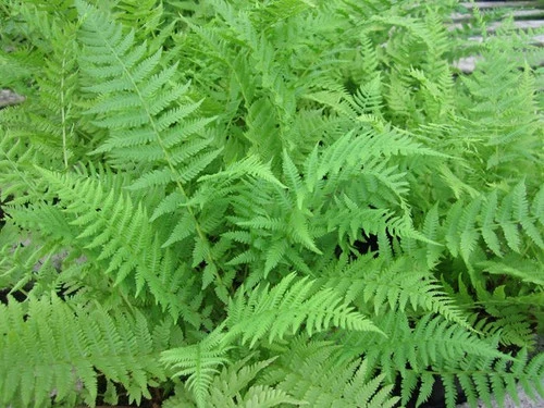 Athyrium Filix Femina - Lady Fern 4 Athyrium Filix Femina - Lady Fern - Image 2