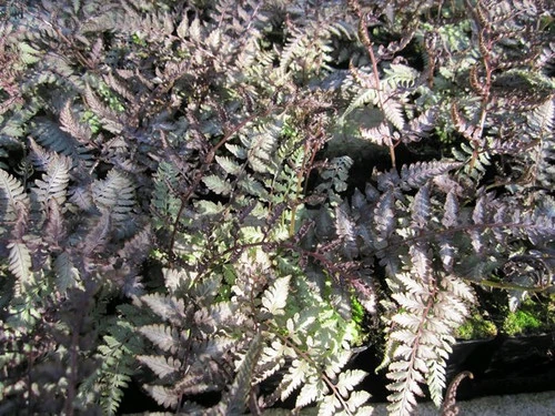 Athyrium Niponicum Metallicum - Japanese Painted Fern 4 Athyrium Niponicum Metallicum - Japanese Painted Fern - Image 2