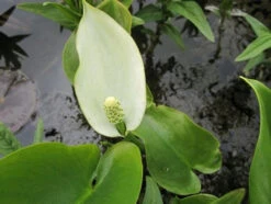 Scented Marginal Pond Plant Collection -Fish Shop mini Calla palustris 12478.1552657438