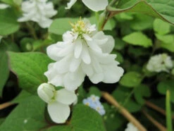 Scented Marginal Pond Plant Collection -Fish Shop mini Houttuynia Cordata Plena Flower 58408.1552657457
