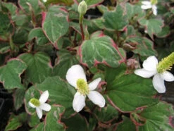 Scented Marginal Pond Plant Collection -Fish Shop mini Houttuynia cordata Boo Boo 08064.1552657439