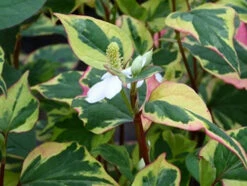 Scented Marginal Pond Plant Collection -Fish Shop mini Houttuynia cordata Chameleon 2 57299.1552657456