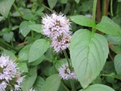 Scented Marginal Pond Plant Collection -Fish Shop mini Mentha aquatica 12990.1552657459