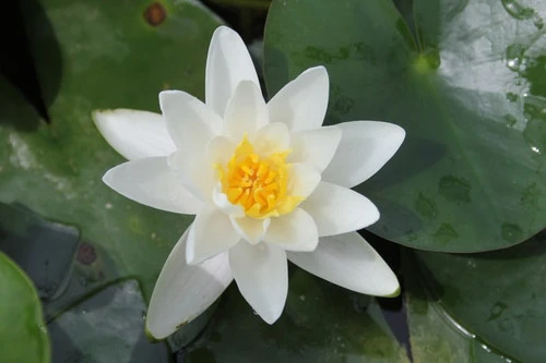 Nymphaea Albatross - White Water Lily 4 Nymphaea Albatross - White Water Lily - Image 2