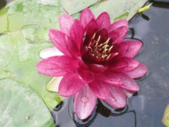 Nymphaea Almost Black - Red Water Lily -Fish Shop mini Nymphaea Almost Black 53121.1549539657