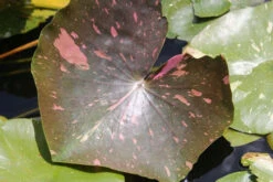 Nymphaea Arc-En-Ciel - White Water Lily -Fish Shop mini Nymphaea Arc En Ciel 2 36085.1521456388