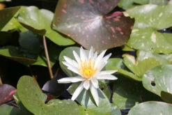Nymphaea Arc-En-Ciel - White Water Lily -Fish Shop mini Nymphaea Arc En Ciel 3 42608.1521456388