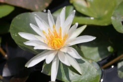 Nymphaea Arc-En-Ciel - White Water Lily -Fish Shop mini Nymphaea Arc En Ciel 4 79626.1584197636