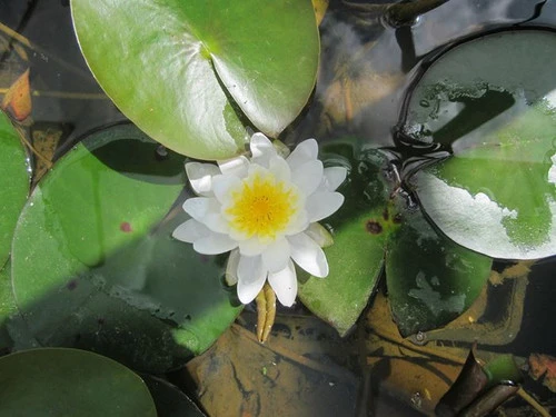 Nymphaea Marliacea Albida - White Water Lily 6 Nymphaea Marliacea Albida - White Water Lily - Image 4