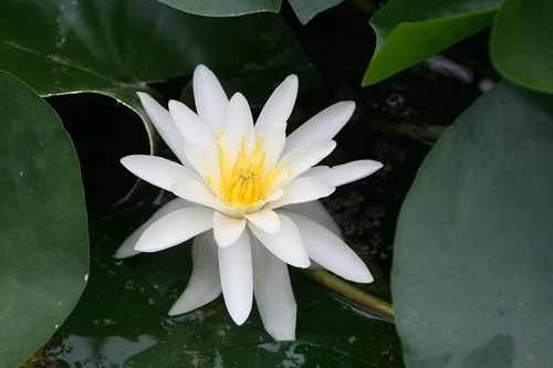 Nymphaea Marliacea Albida - White Water Lily 4 Nymphaea Marliacea Albida - White Water Lily - Image 2