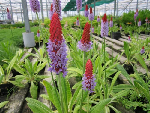 Primula Vialii - Vial's Primrose 4 Primula Vialii - Vial's Primrose - Image 2