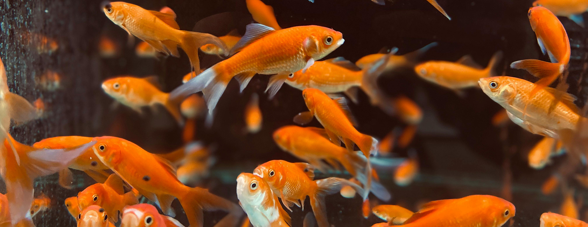 Fish Shop -Fish Shop pexels gabrielpurcaru 6106518