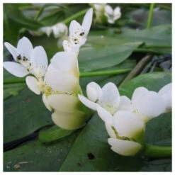 Aponogeton Distachyos - Water Hawthorn -Fish Shop water hawthorn 3 66873.1637681619